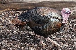 土耳其,鳥,huehnerrvogel