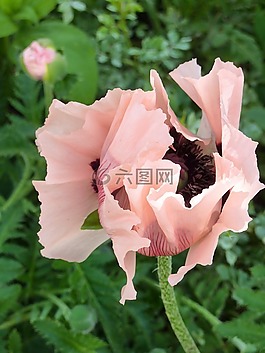 klatschmohn,芽,芽的驅動器