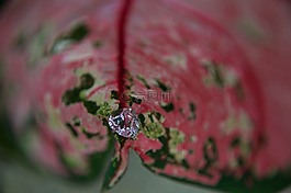 葉子,一滴水,異國(guó)情調(diào)