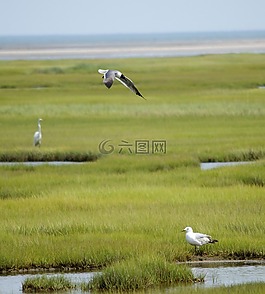 鳥,水,自然