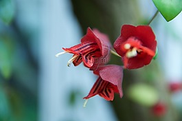 開花,宏,花