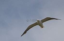 鳥(niǎo),天空,自然