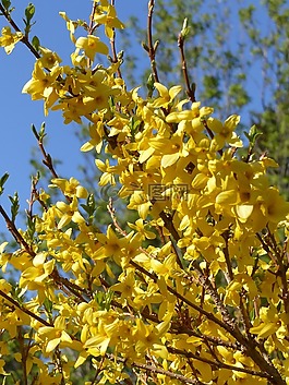 掃帚,鮮花,黃色