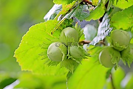 榛子,常见的淡褐色,榛