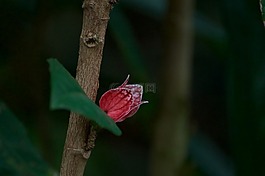 梅花,花,關(guān)閉