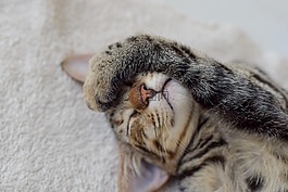 猫,宠物,弗利纳