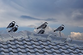 鳥,自然,戶外
