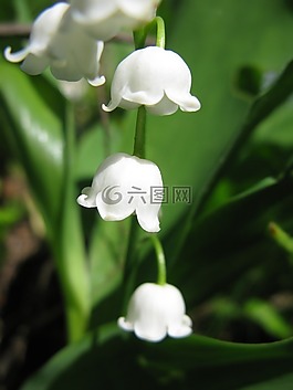 花,鈴蘭,性質(zhì)