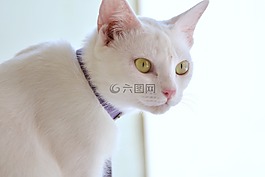 貓,白色貓咪,寵物