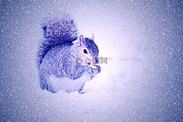 松鼠,冬天,雪