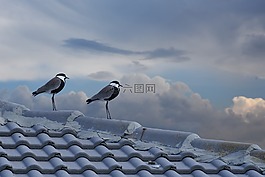 鳥,自然,戶外