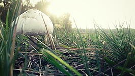 蘑菇,草,性質(zhì)