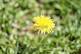 花,黃色,普拉托