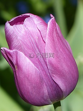 郁金香,花卉,紫色