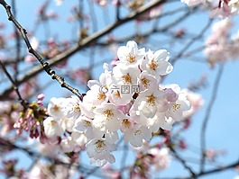 櫻花,賞櫻,天空