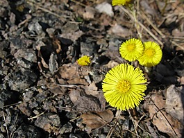 春天,花,黃色