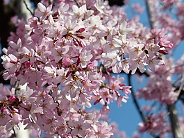櫻花,賞櫻,天空