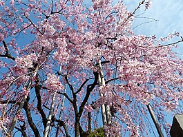 櫻花,賞櫻,天空