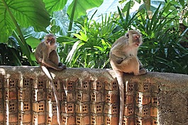 猿,泰國,性質(zhì)