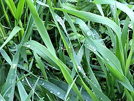 草,性質(zhì),綠色