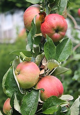 蘋(píng)果樹(shù),蘋(píng)果,紅色