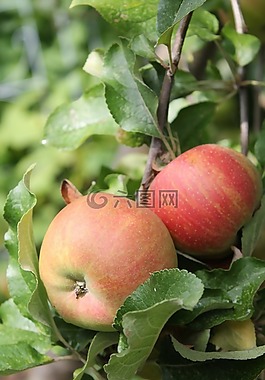 蘋(píng)果樹(shù),蘋(píng)果,紅色