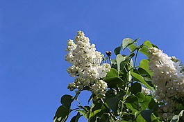 紫丁香,白,春天