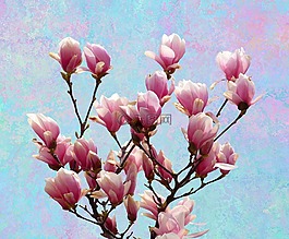 玉蘭,春天,性質