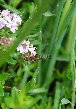 蝴蝶,昆蟲,鮮花