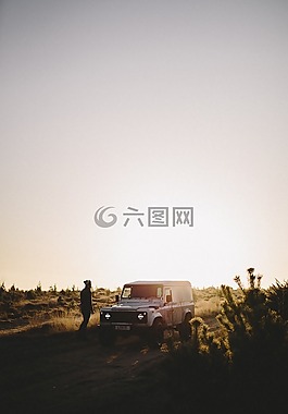 綠色,草,植物