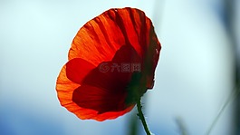 紅色,罌粟,花卉