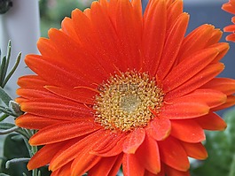 花,橙,夏季