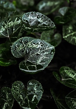 綠色,葉,植物