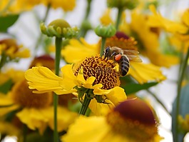 性質(zhì),花卉,蜜蜂