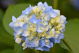 花卉,性質(zhì),藍(lán)色花