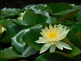 莲花,花,黄色