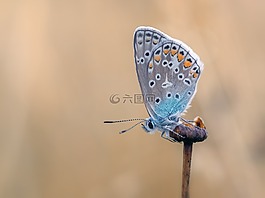 蝴蝶,常見藍,灰蝶