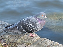 鴿子,鳥,野生動物