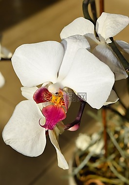 花,開花,蘭花