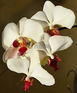花,開花,蘭花