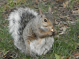 松鼠,公園,花生