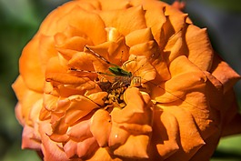 花,自然,戶外
