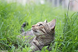 猫,弗利纳,宠物