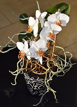 花,開花,蘭花
