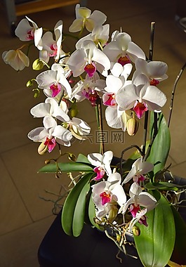 花,開(kāi)花,蘭花
