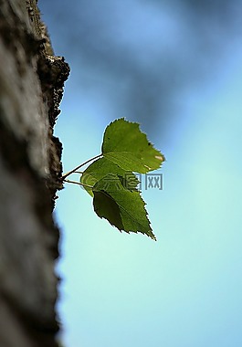性質(zhì),葉,樹(shù)