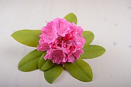 芙蓉花,花,開花