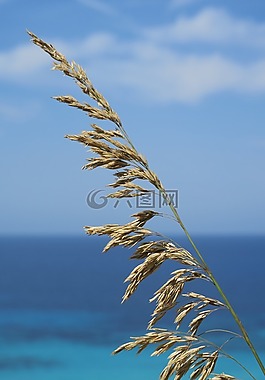 海,干香草,海邊