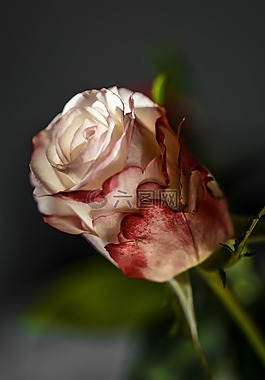 玫瑰,花,裝修
