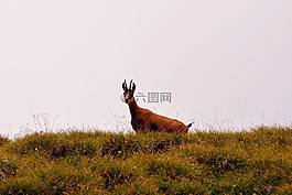 羚羊,山,普拉托